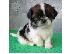 PoulaTo: shih tzu κουτάβια -